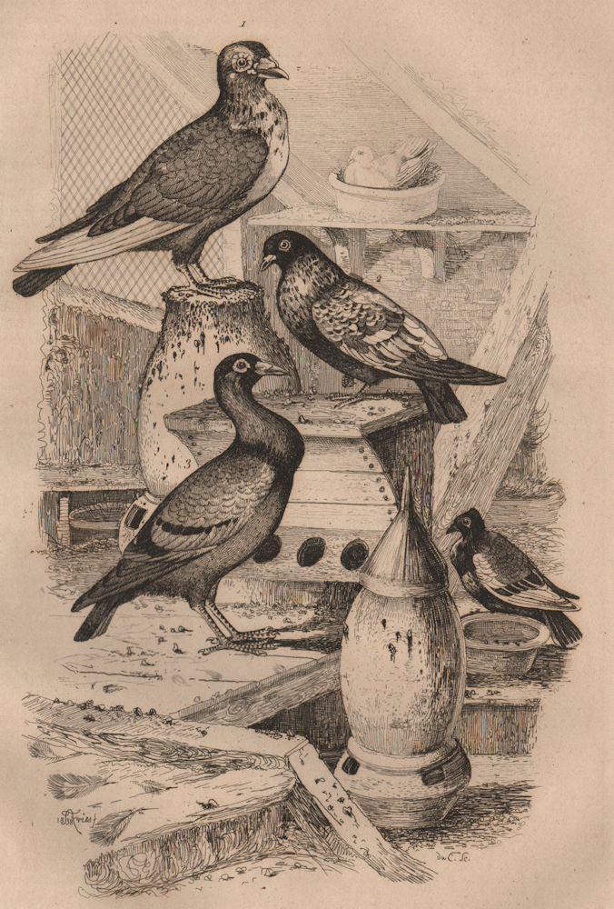 PIGEONS. Turkish. Bai doré Suisse swiss. Bagadais bâtard 1834 old print